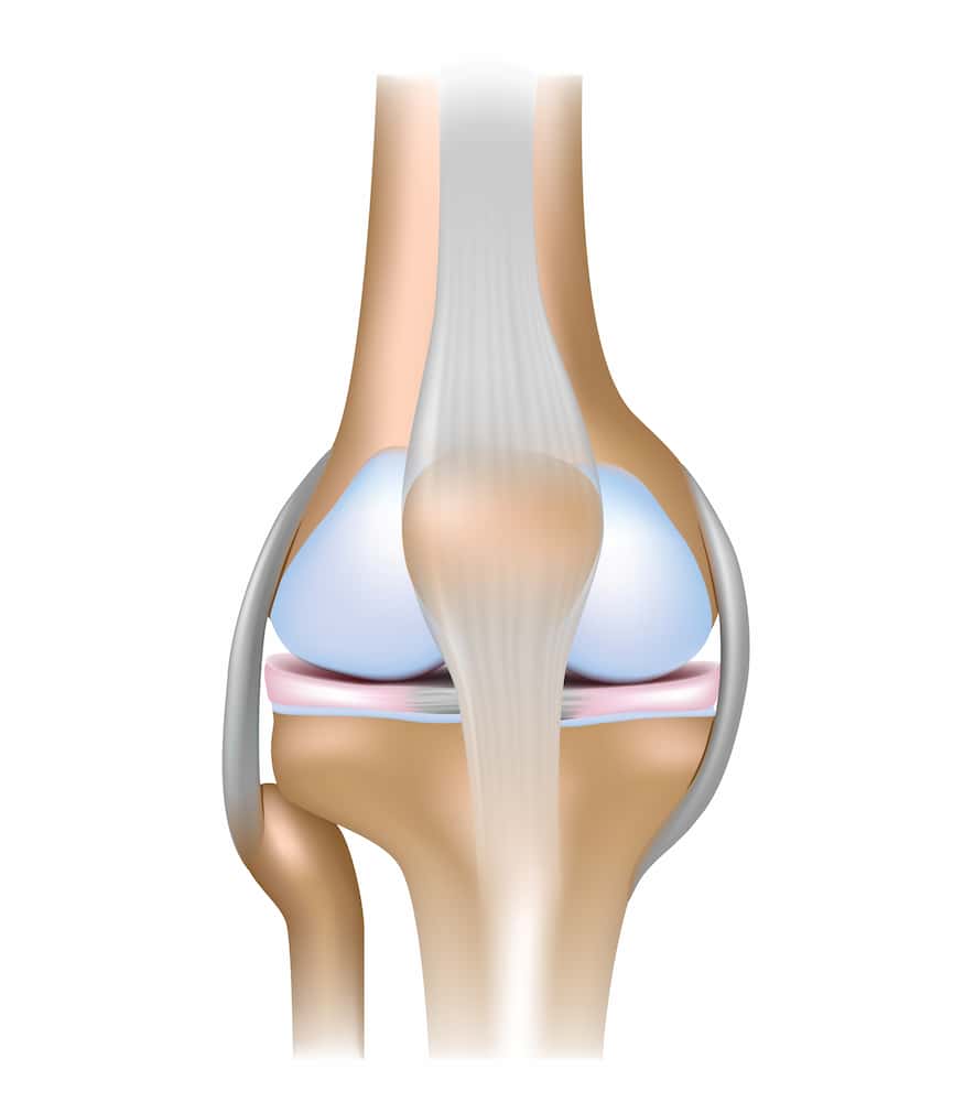 illustration of a human knee joint